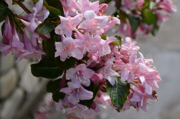 blooming in spring Weigela flowers in the garden