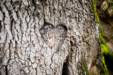 Carved Heart On A Tree