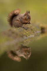 Wall Mural - red squirrel with reflection in a pool with green background. taken in the yorkshire dales, england.