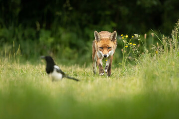 Wall Mural - red fox stalking towards a magpie in the foreground with green foliage background.
