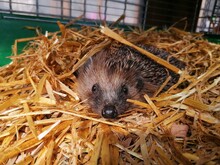 Close Up Of A Hedgehog In A Haystack