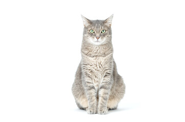 Adult grey tabby cat sitting isolated on white background