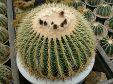 Barrel Cactus (Echinocactus Grusonii ), Queen Sirikit Botanic Garden, Chiang Mai, Thailand.