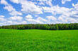 © Payllik - Agricultural field landscape of green grass in summer with blue sky