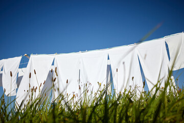 Wall Mural - clean white clothes hanging on a rope moved by the wind in green meadow