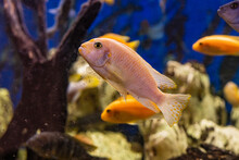 Aquarium With Cichlids Fish From Lake Malawi