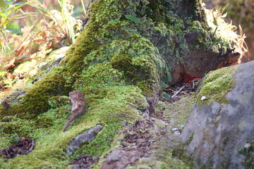 moss on stone