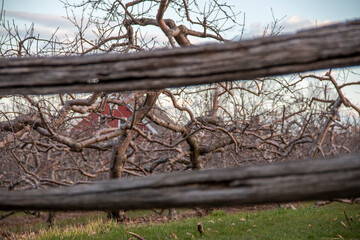 Wall Mural - Twisted apple tree in an apple orchard in the winter