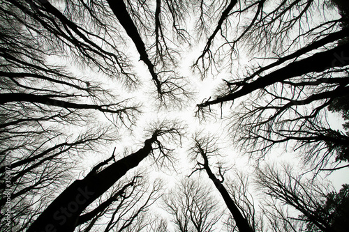 Fotografía Looking up at spooky trees in dark woodlands