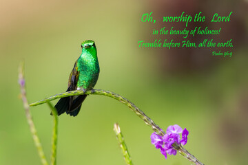 Inspirational, encouraging and uplifting Bible Verses printed on beautiful bird photography.