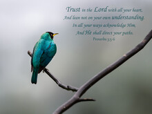 Inspirational, Encouraging And Uplifting Bible Verses Printed On Beautiful Bird Photography.