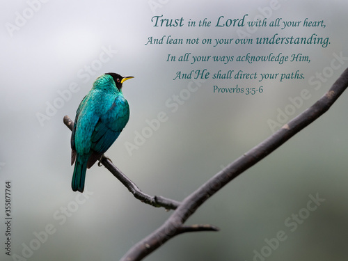 Cuadros en Lienzo Inspirational, encouraging and uplifting Bible Verses printed on beautiful bird photography