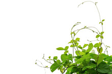 Ivy Plant Isolate On White Background