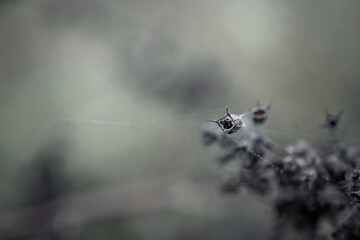 Spider #Web