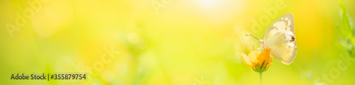 Fotografía Beautiful nature view of butterfly on blurred background in garden with copy space using as background natural animal landscape, fresh cover page, butterflies day concept
