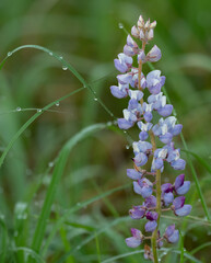 Dew drops on the grass surrounding a blooming Lupine