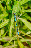 Fototapeta Dmuchawce - Blue dragonfly on a green twig.