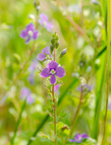 Fototapeta Dmuchawce - purple flowers in the garden