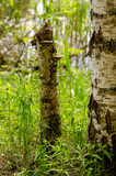 Fototapeta Dmuchawce - tree in the forest