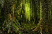 Mysterious Dark Forest, Old Hollowed Trees With Massive Mossy Roots. Fantasy Woods Background