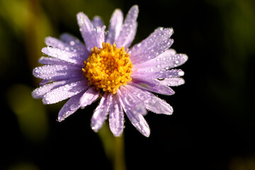 Wall Mural - aster lilac daisy flower drops dew