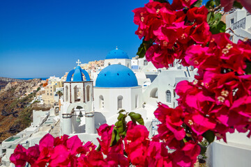 Wall Mural - Flowering bougainvillea on the Santorini