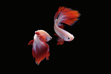 Two dancing betta fish (Mascot Halfmoon in white red color combination) isolated on black background