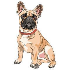 Wall Mural - Vector fawn dog French Bulldog breed sitting, the most common colouring