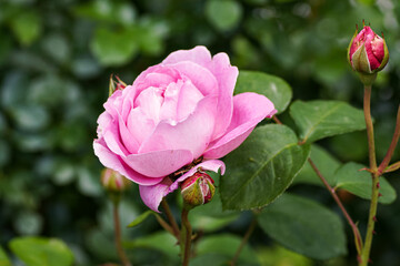 pink rose in garden