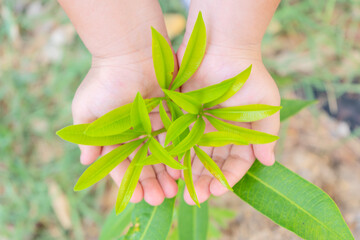Wall Mural - the hand of a young girl embracing the seedlings