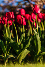 Velvety Red Tulips Shed In The Sun