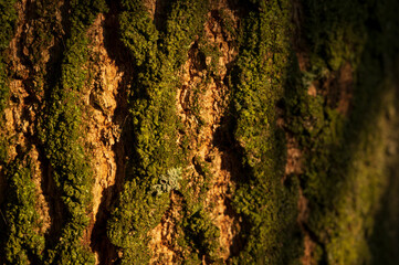 Wall Mural - Texture of tree bark.