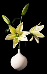 Wall Mural - yellow lily flowers on black background