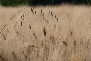 Poster - Grano