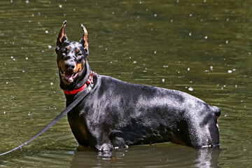 black and white dog