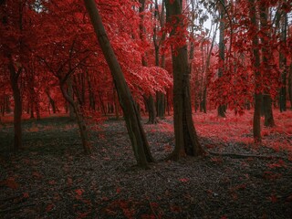 atmospheric autumn forest in red tones. dark mysterious wood