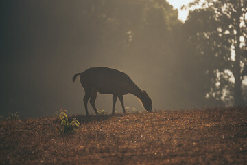 Nature in the morning tropical forest, That had wild deer grazing in the grass, A beautiful view from nature and an independent life for wildlife