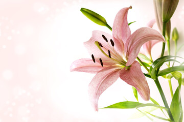  Lily flower with pink petals, stamen, pistil and green leaves against a bright bokeh background with copy space