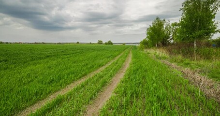 Wall Mural - Rural summer landscape. Green field of wheat and blue sky on farm. Road through green meadow. Nature landscape wilderness 4k time lapse. Agriculture. Countryside outdoors, relaxation, space scenic.