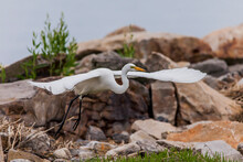 Great Egret Start Flying From Rocks