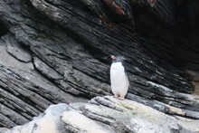 Yellow Eye Penguin On A Rock