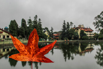 red maple leaf on water