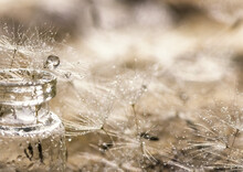 Dandelion Fluff With Drops Of Water In A Transparent Jar