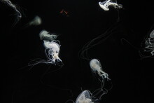White Jellyfish In A Dark Tank