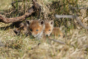 Wall Mural - red fox cubs in a new world at nature