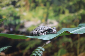 Close up of a tiny frog