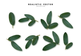Poster - Leaves from the tree. set of realistic simple petals and leaves. Vector illustration
