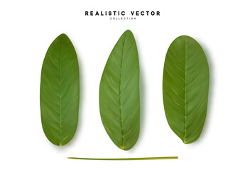 Poster - Leaves from the tree. set of realistic simple petals and leaves. Vector illustration
