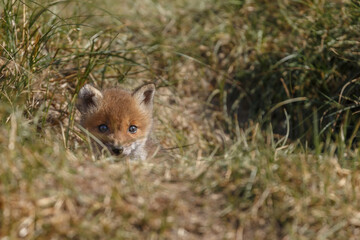 Wall Mural - red fox cubs in nature