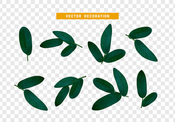 Poster - Leaves from the tree. set of realistic simple petals and leaves. Vector illustration